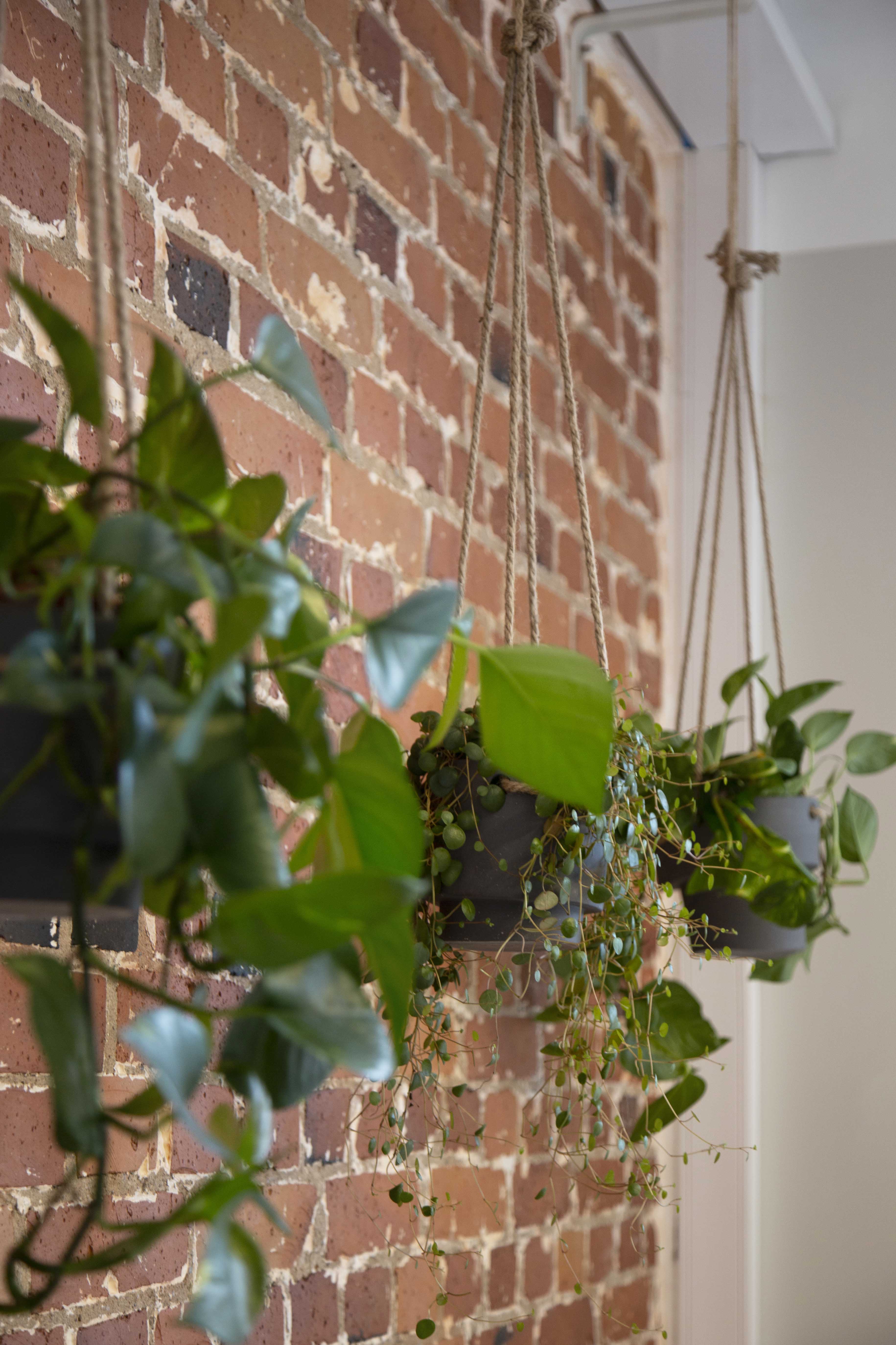 MedEngine office plant wall